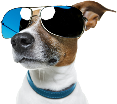 Perro con anteojos de sol espejados